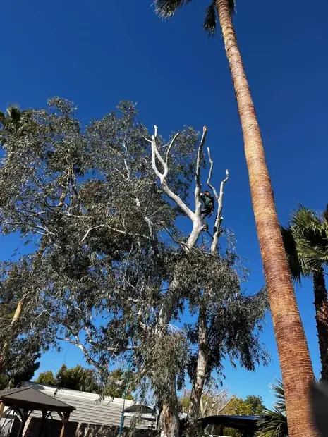 Tree trimming project